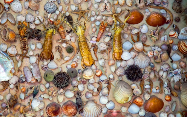 Fondo de conchas y peces muertos secos de animales marinos