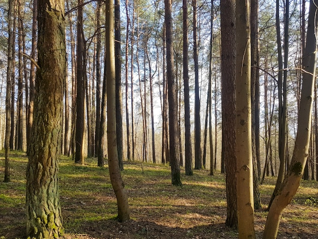 Fondo de las copas de los pinos La textura de los pinos