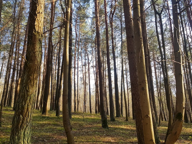 Fondo de las copas de los pinos La textura de los pinos