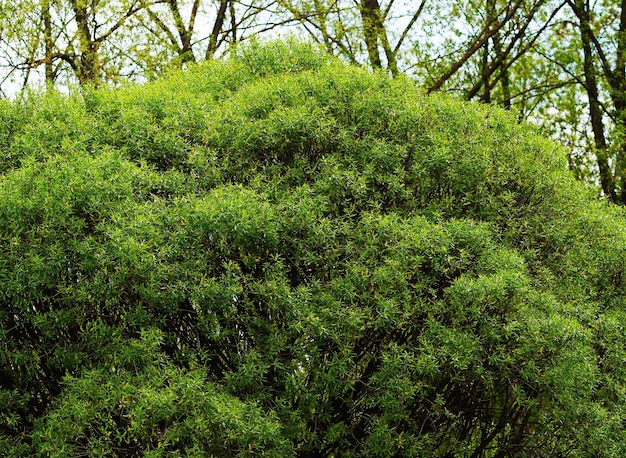 Fondo de la corona verde masiva de los árboles