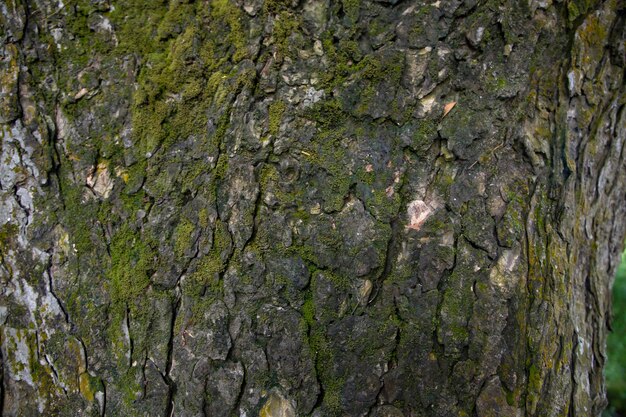 Fondo de corteza de árbol cubierto de musgo verde