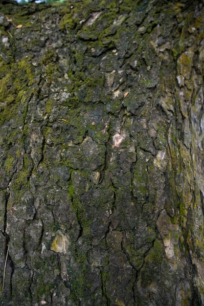 Fondo de corteza de árbol cubierto de musgo verde