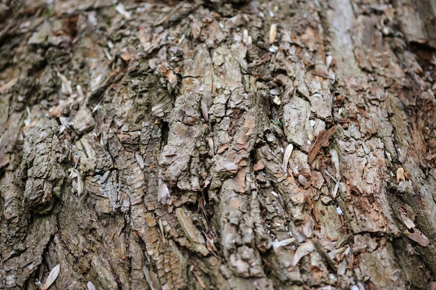 Fondo de corteza de árbol, enfoque selectivo