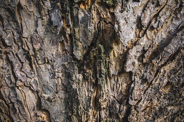 Fondo de corteza de árbol grande