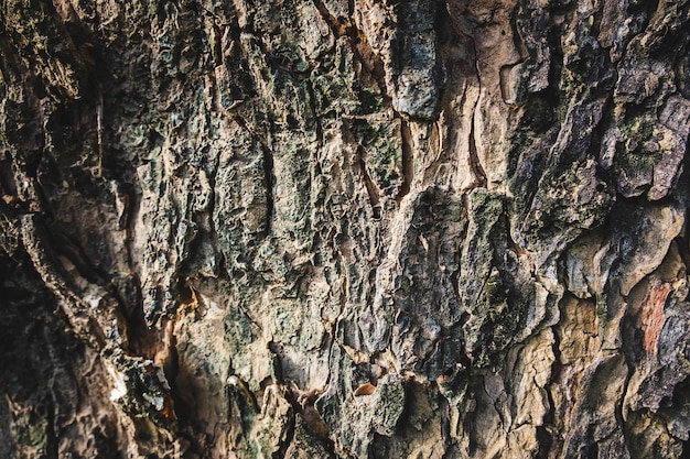 Fondo de corteza de árbol grande