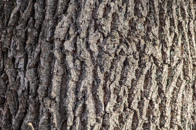 Foto fondo de corteza de árbol natural