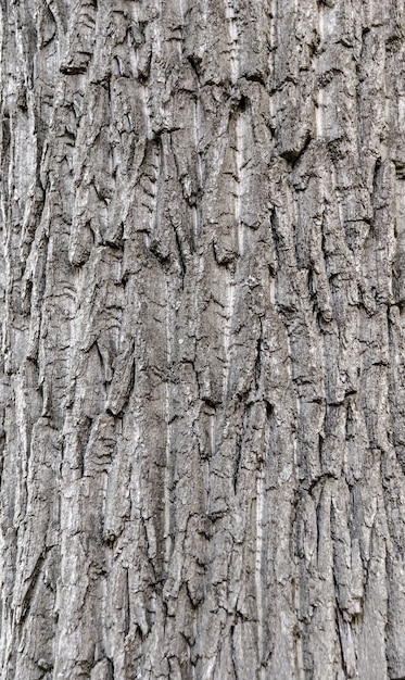 Fondo de corteza de árbol transparente