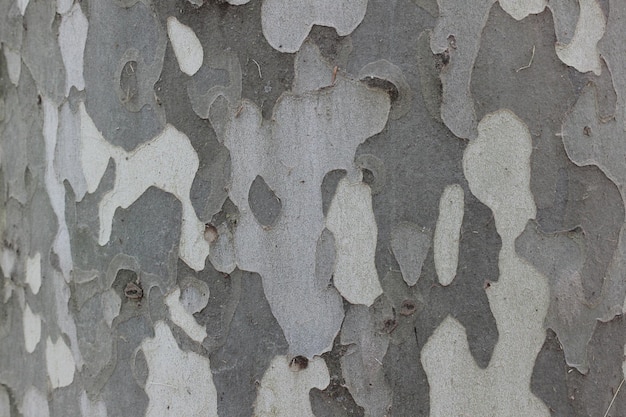 Fondo de corteza de tronco de árbol con textura