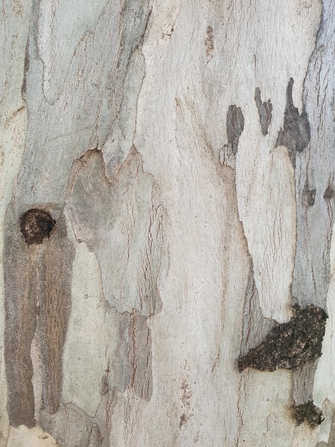 Fondo corteza tronco de arbol con colores de camuflaje