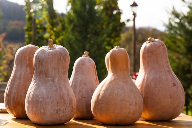 Fondo de cosecha de calabaza de Halloween en el oscuro estado de ánimo de otoño