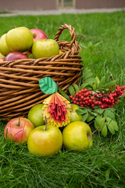 Fondo de cosecha de manzana, cesta de mimbre sobre hierba verde