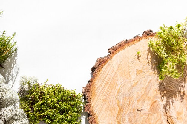 Fondo creativo de materiales forestales naturales: musgo, tronco de árbol, conos, hojas, corteza de árbol sobre fondo blanco.