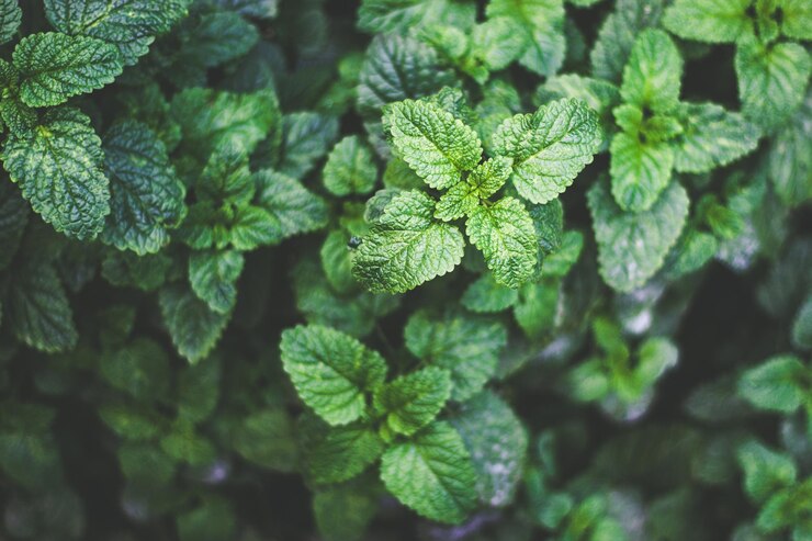 Fondo de crecimiento de planta de menta verde