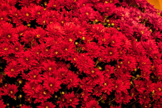 Fondo de crisantemos rojos. Ramo de flores rojas para felicitaciones navideñas_