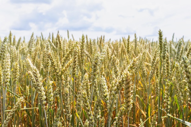 Fondo con cultivo de trigo en el campo