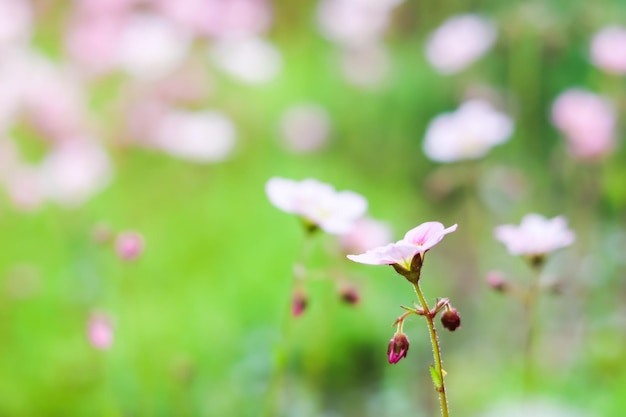 Fondo de delicadas flores rosas blancas de musgo Saxifrage en el jardín de primavera