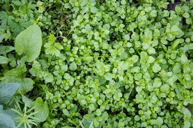 Fondo de la deliciosa hierba verde. Muchas plantas delicadas con hojas variadas. Una telaraña de plantas de campo. Lugar para su texto. Naturaleza.