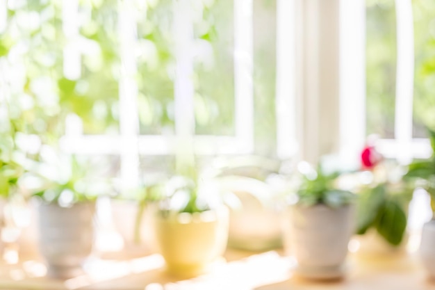 Fondo desenfocado de plantas de casas verdes iluminadas por el sol en una ventana de madera en un día soleado de verano Copiar espacio