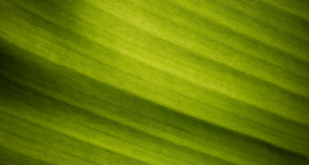 Fondo detallado de hoja de plátano