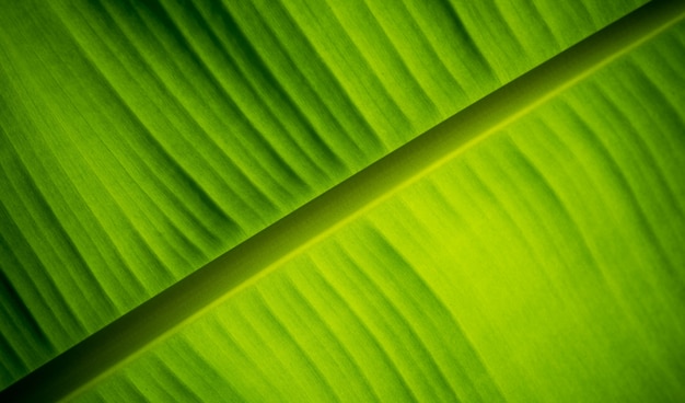 Fondo detallado de hoja de plátano