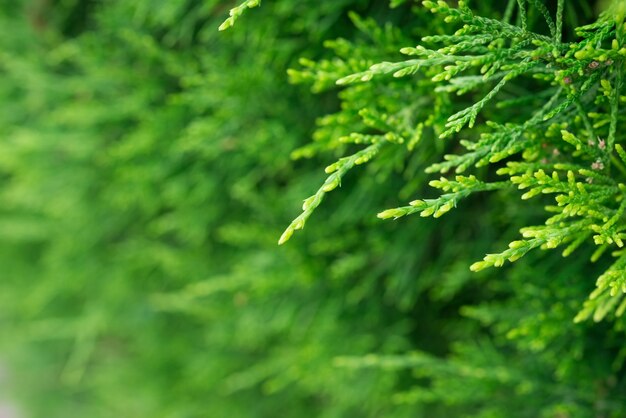 Fondo de detalle de árbol verde