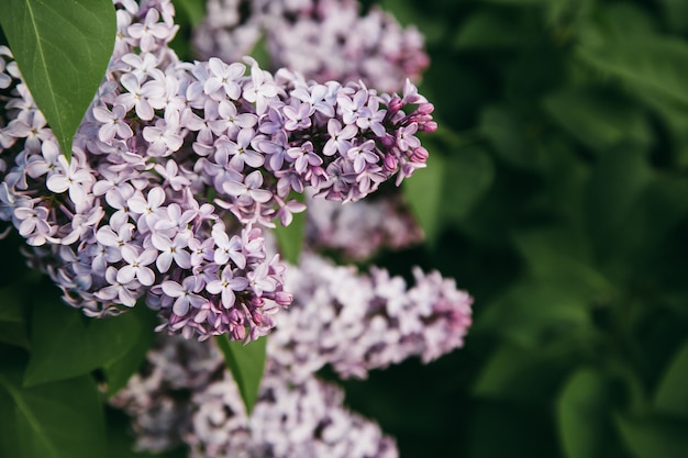 Fondo del día de la madre con flores lilas