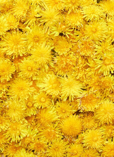 Foto fondo de diente de león amarillo patrón de primavera