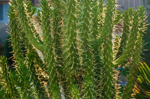 Fondo de diferentes tipos de cactus que crecen en la calle.