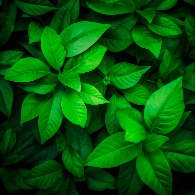 Fondo de diseño con hojas verdes