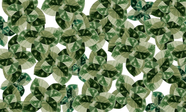 Fondo de diseño de papel tapiz de naturaleza de primavera abstracta de patrón de hojas tropicales verdes