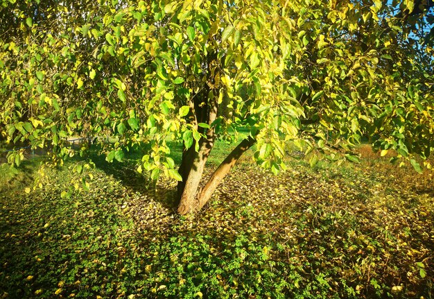 Foto fondo dramático del árbol del otoño