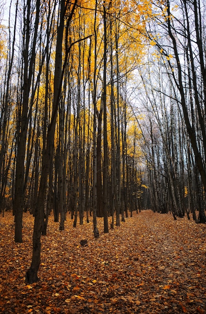 Fondo dramático del paisaje del parque del otoño