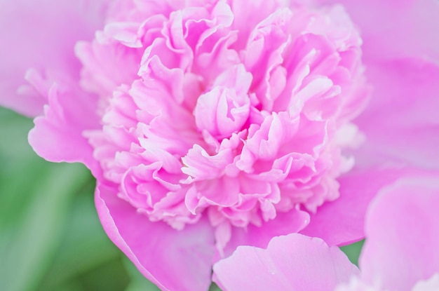 Fondo encantador de peonías Hermosas peonías rosas Flor de Paeonia officinalis Ramo de peonías rosas frescas