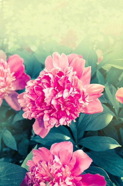 Fondo encantador de peonías Hermosas peonías rosas Peonías rosas en el jardín Flores peonía rosa