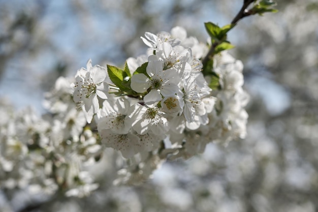Fondo de enfoque selectivo de árbol de flores de cerezo de primavera