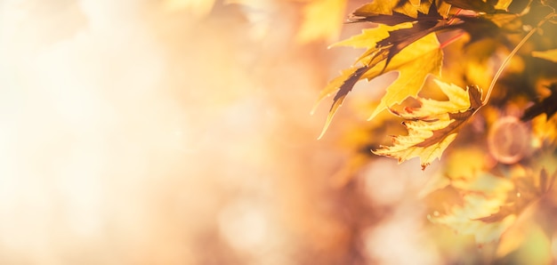 Fondo de enfoque suave de banner panorámico abstracto de hojas de otoño.