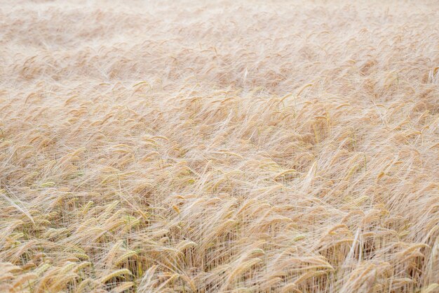 Fondo de enfoque suave del campo de trigo