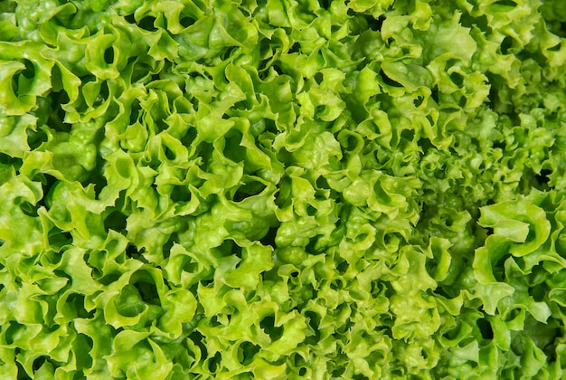 Fondo de ensalada de lechuga verde