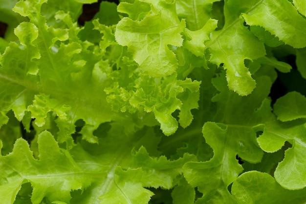 Fondo de ensalada. XXXL, Fondo de plántulas de lechuga verde, hoja de col Savoy