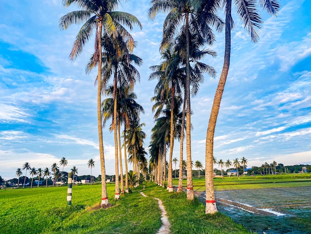 Fondo de entorno de ecologización del paisaje con cielo azul