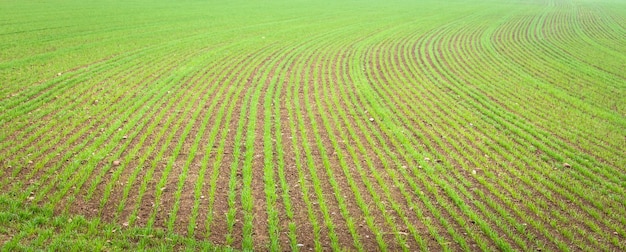 Fondo de entorno natural útil para conceptos relacionados con el país y la agricultura. Detalle de tierras de cultivo con cultivo creciente.