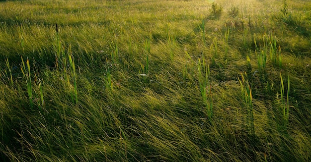 El fondo es un área ecológicamente limpia en la naturaleza hierba en el campo