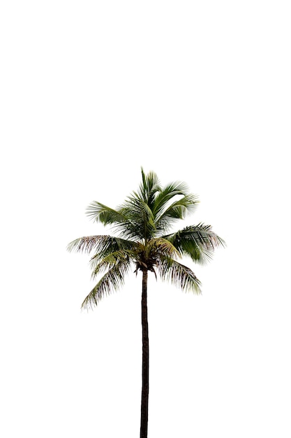 Foto fondo de escritura de aislante de palmera de coco