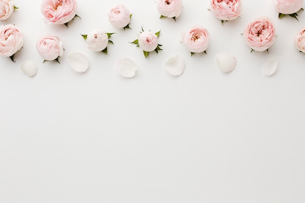 Foto fondo de espacio de copia blanca con rosas