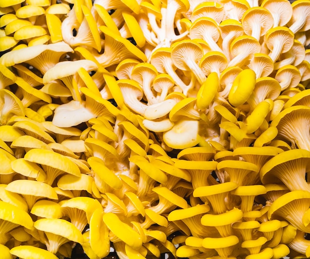 Fondo de espacio de copia de patrón de setas de ostra amarilla