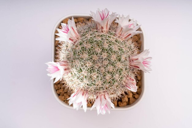 Fondo para espacio de copia con pequeñas flores rosadas alrededor de cactus que parecen llevar una corona