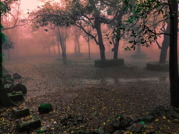 Fondo espeluznante de árboles en un día brumoso