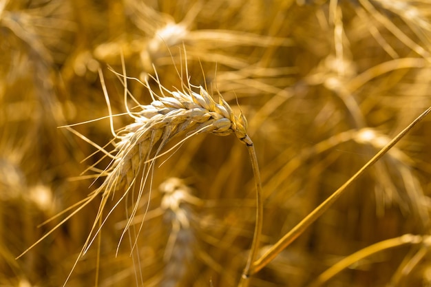 Fondo de espigas maduras de campo de trigo y luz solar Campo de cultivos Enfoque selectivo