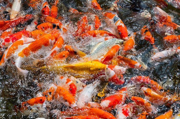 Fondo de estanque de peces carpa fondo colorido Carpa de lujo