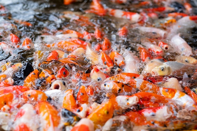 Fondo de estanque de peces carpa fondo colorido Carpa de lujo